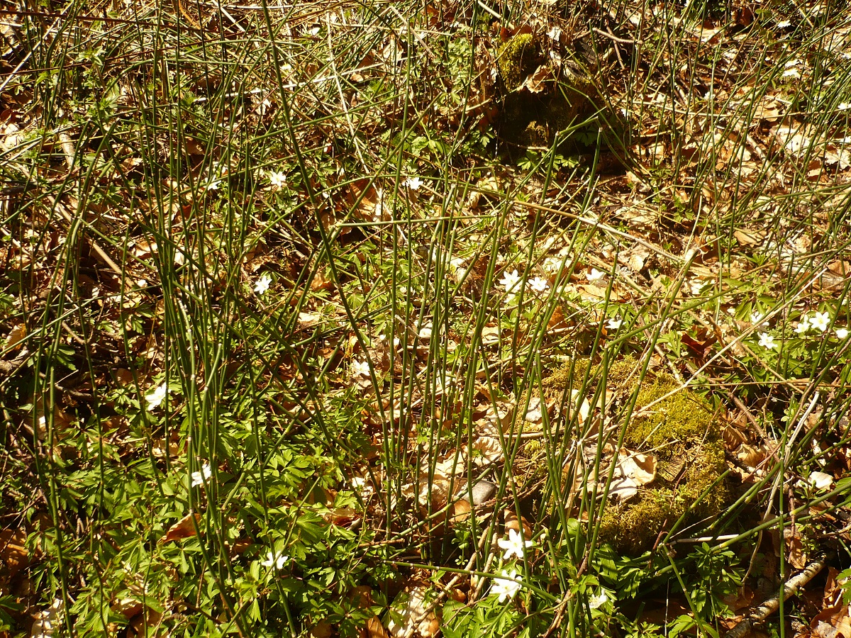 Equisetum hyemale subsp. hyemale (Equisetaceae)